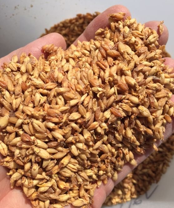 hull-less barley.JPG